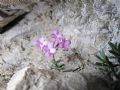 Daphne petraea